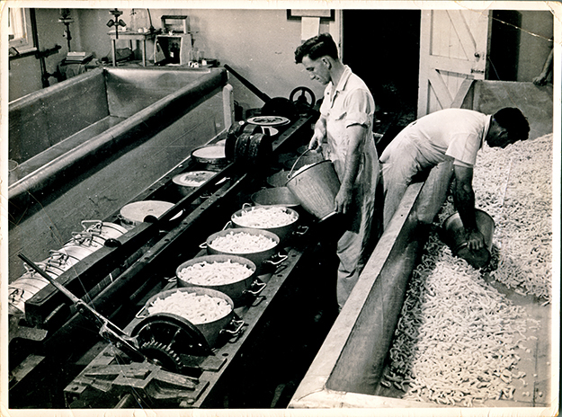 Cheese making in the Dairy factory