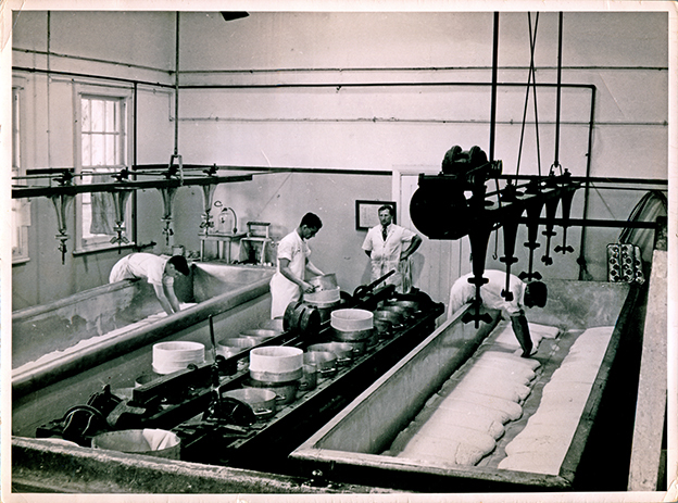 Cheese making in the Dairy factory
