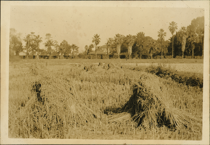 Recently harvested field showing hay stooks [Hawkesbury Agricultural College (HAC)]