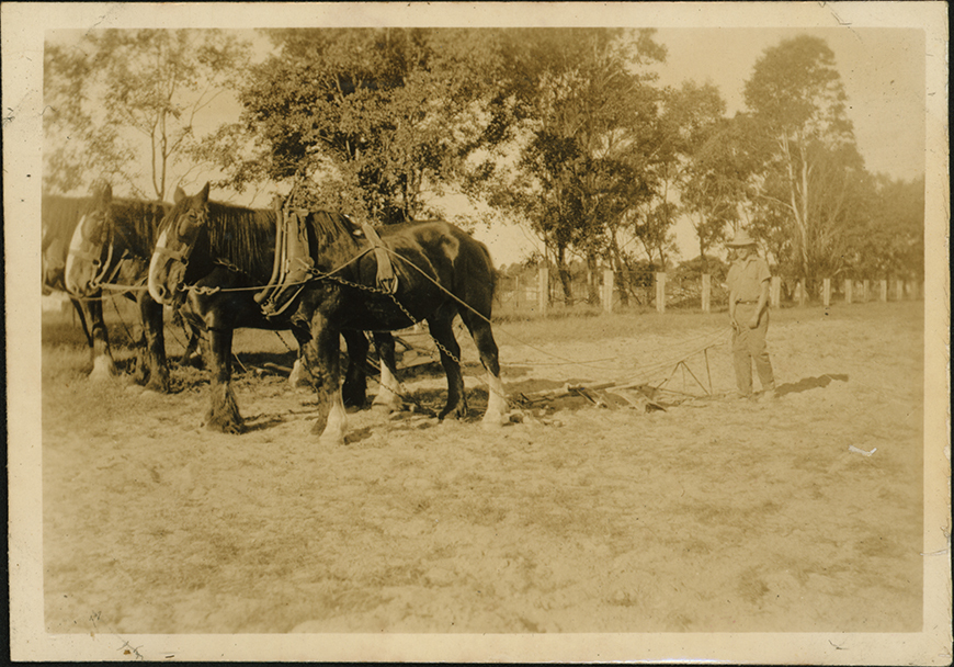 Student Ploughing with a Two Horse Team [Hawkesbury Agricultural College (HAC)]