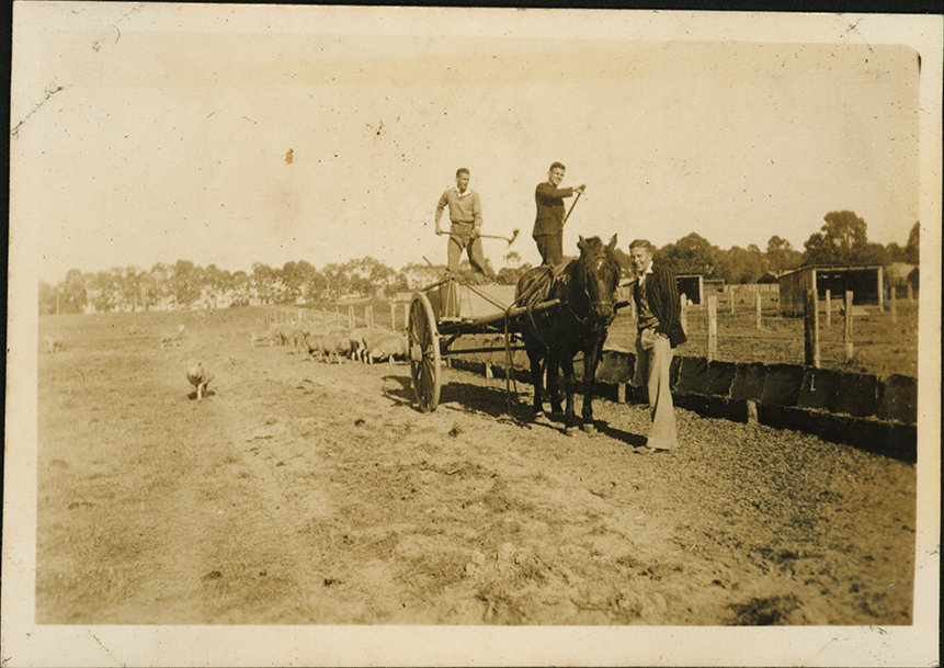 Students shovelling feed for sheep from a horse-drawn cart [Hawkesbury Agricultural College (HAC)]