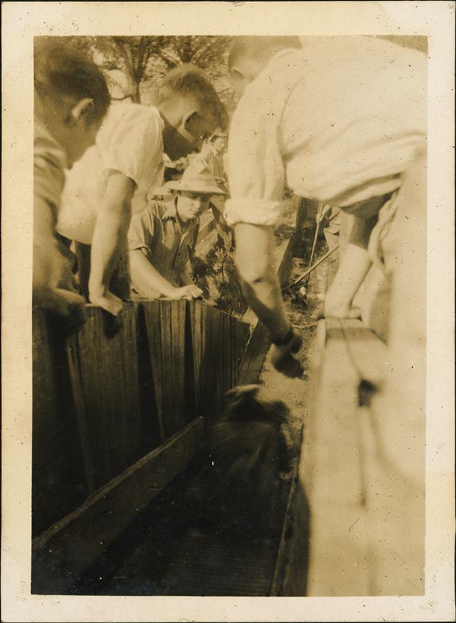 Pigs being run through a dip [Hawkesbury Agricultural College (HAC)]