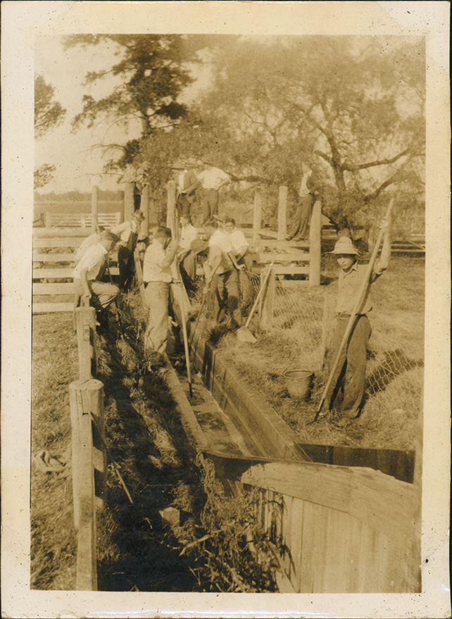 Pigs being run through a dip [Hawkesbury Agricultural College (HAC)]