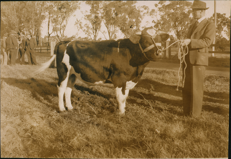 Government Imported Fresian Bull at Hawkesbury Agricultural College (HAC)
