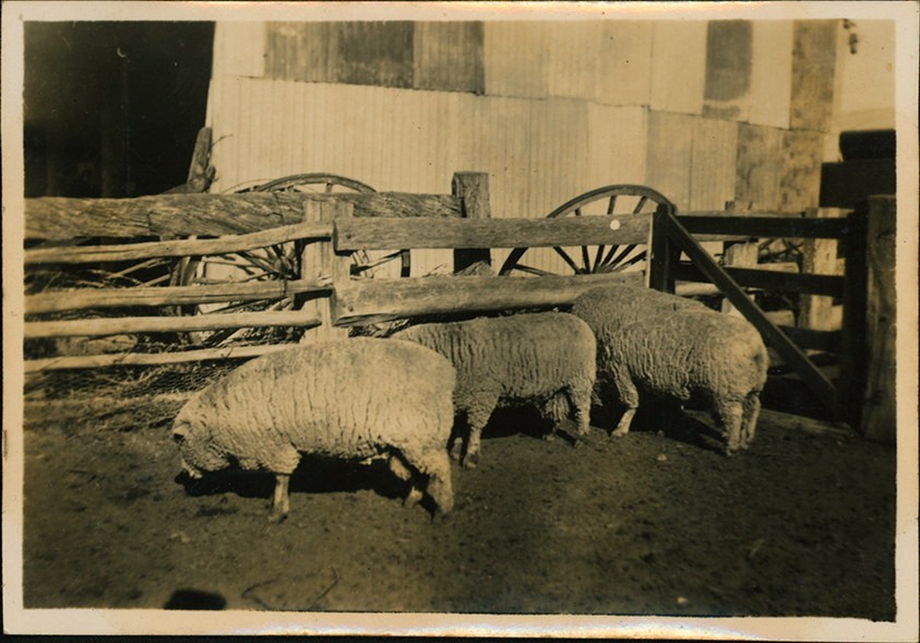 Sheep outside a shed [Hawkesbury Agricultural College (HAC)]