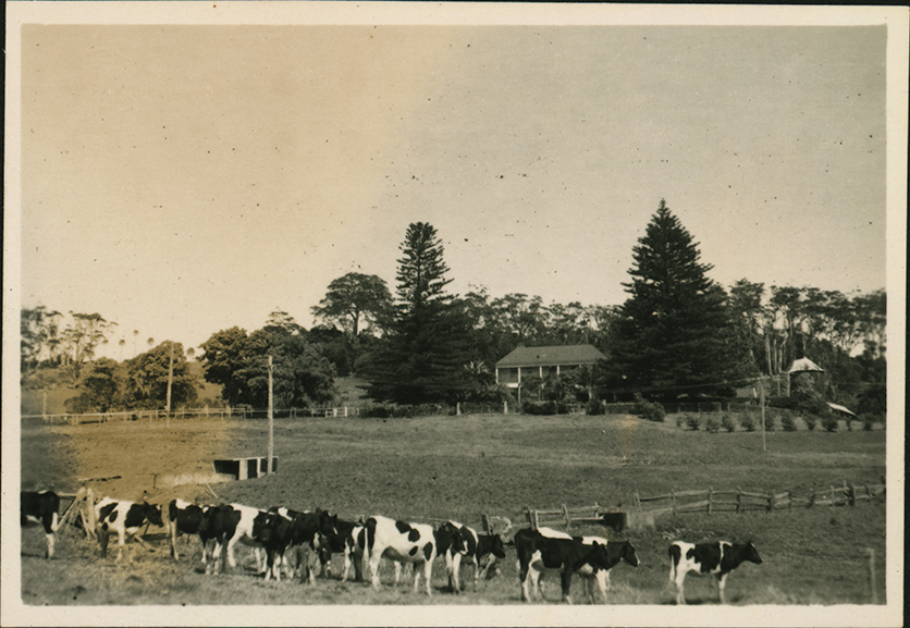 Dairy herd at Alne Bank (Gerringong)
