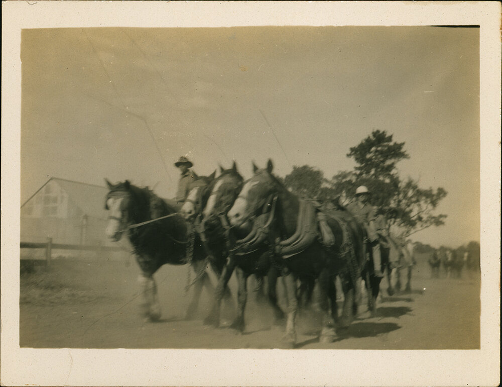 Students with several teams of horses [Hawkesbury Agricultural College (HAC)]