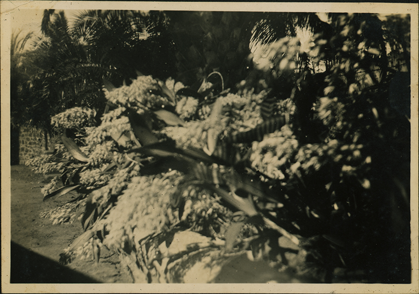 Gardens at Alne Banks (Gerringong)