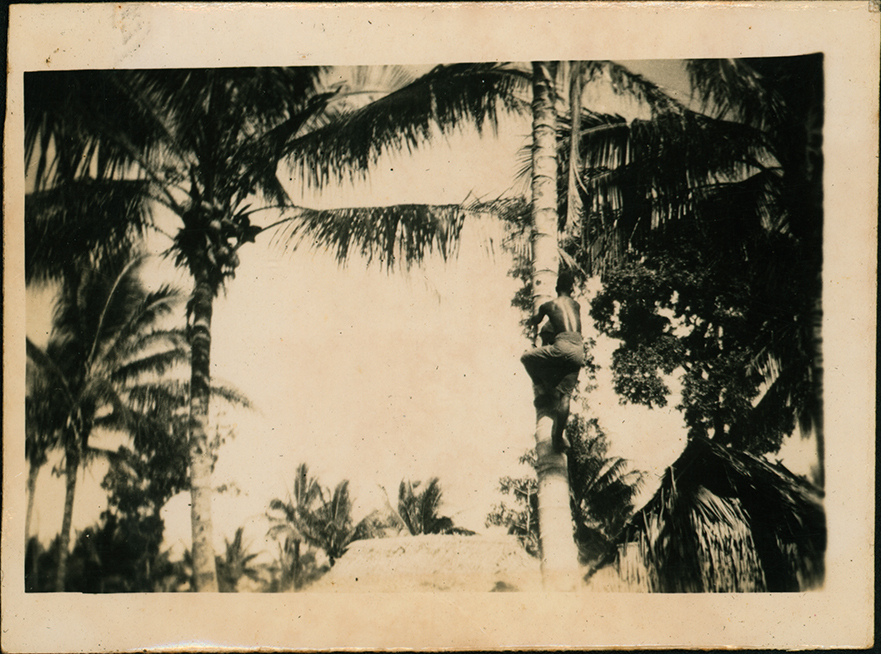 Native boy climbing a tree for coconuts in Cassia Village (near Hoskins Airfield, New Britain Island, Papua New Guinea)