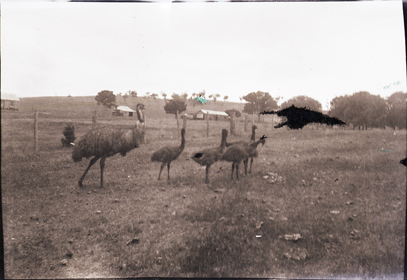 Emus