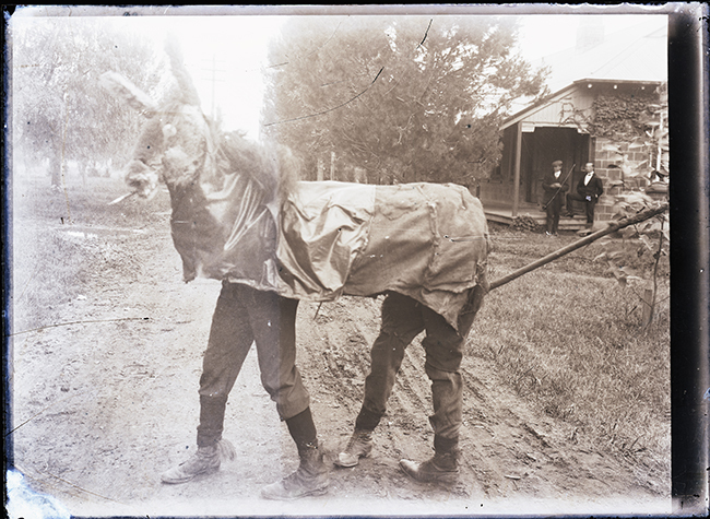 Two students in fancy dress as a horse or a donkey (possibly for Empire Day celebrations) [Hawkesbury Agriculture College]