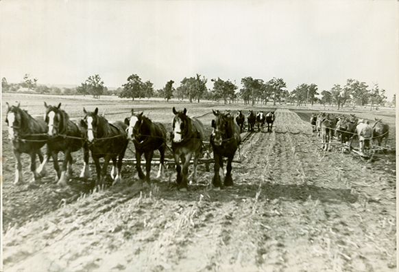 HAC horses - 3 teams of horses