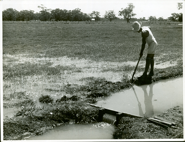 Irrigating Paspalum - White clover - Leeton