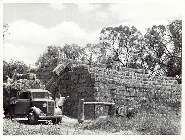 Baled Wimmera rye at Allan McCormack's Dorset stud Leeton - WR Watkins in foreground