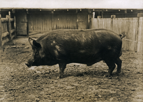 Pig - Tamworth Boar [Hawkesbury Agricultural College (HAC)]