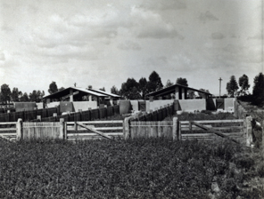 Piggery - the concrete pens [Hawkesbury Agricultural College (HAC)]