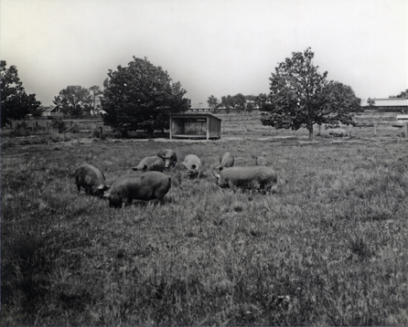 Piggery - Grazing paddocks and shelter shed [Hawkesbury Agricultural College (HAC)]