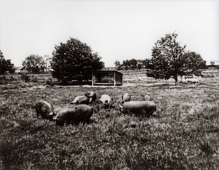 Piggery - Grazing paddocks and shelter shed [Hawkesbury Agricultural College (HAC)]