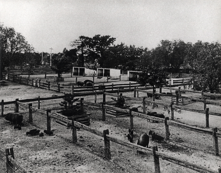 Piggery - sheds and yards [Hawkesbury Agricultural College (HAC)]