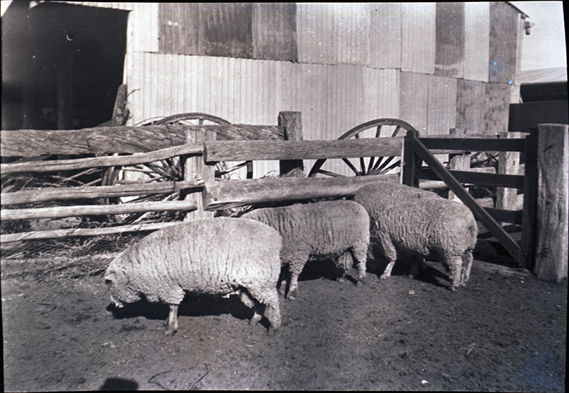 Sheep outside a shed [Hawkesbury Agricultural College (HAC)]