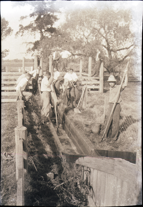 Pigs being run through a dip [Hawkesbury Agricultural College (HAC)]