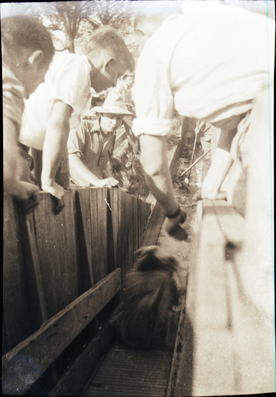 Pigs being run through a dip [Hawkesbury Agricultural College (HAC)]