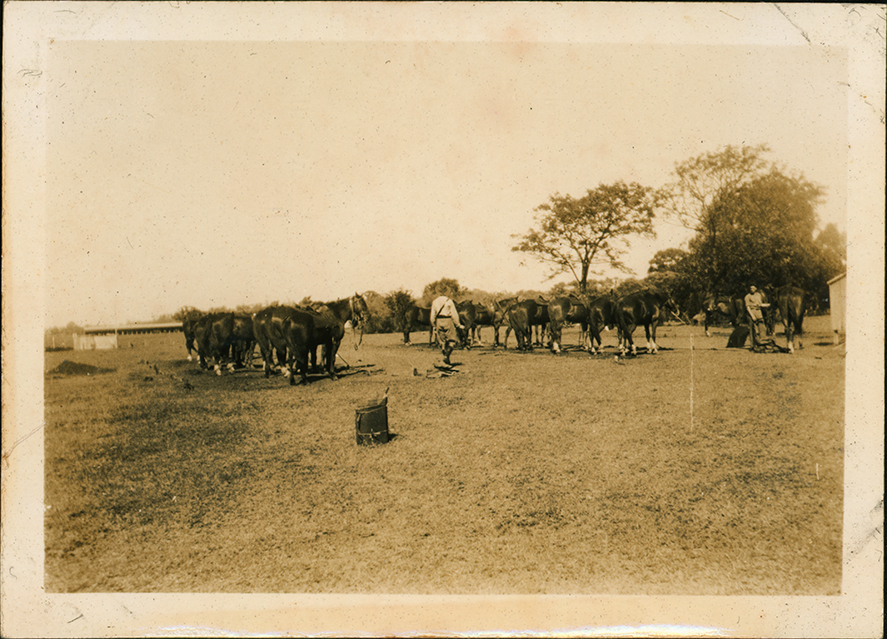 College Students in Uniform of the 4th Cavalry Mobile Veterinary Section [Hawkesbury Agricultural College (HAC)]