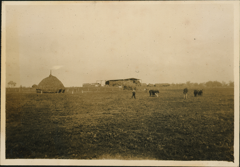 Beehive haystack (Roseworthy College, South Australia)