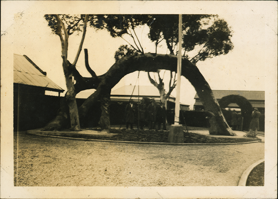 Glenelg (South Australia) - The Old Gum Tree