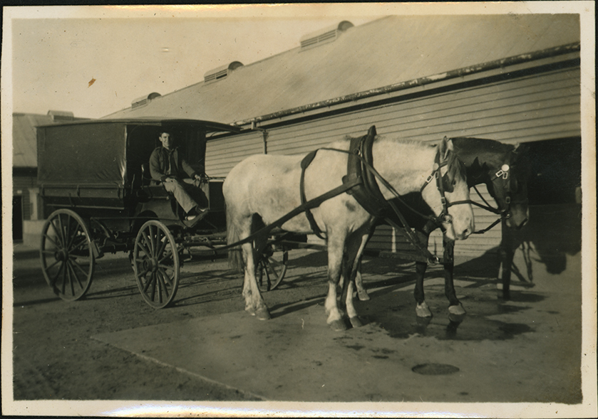 Carriage with two Horses in Stable Square [Hawkesbury Agricultural College (HAC)]