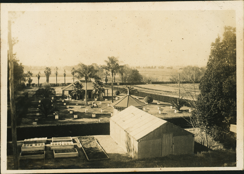 Apiary [Hawkesbury Agricultural College (HAC)]