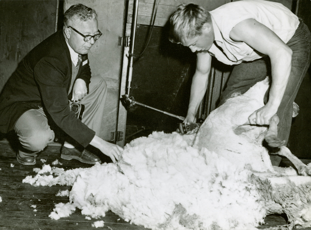 Shearing Shed (interior) - Student shearing sheep with mechanical shears [Hawkesbury Agricultural College (HAC)]