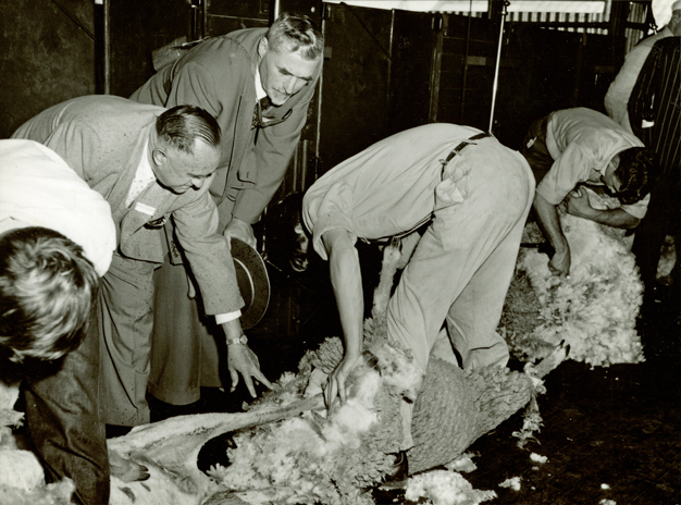 Shearing Shed (interior) - Students shearing sheep with mechanical shears [Hawkesbury Agricultural College (HAC)]
