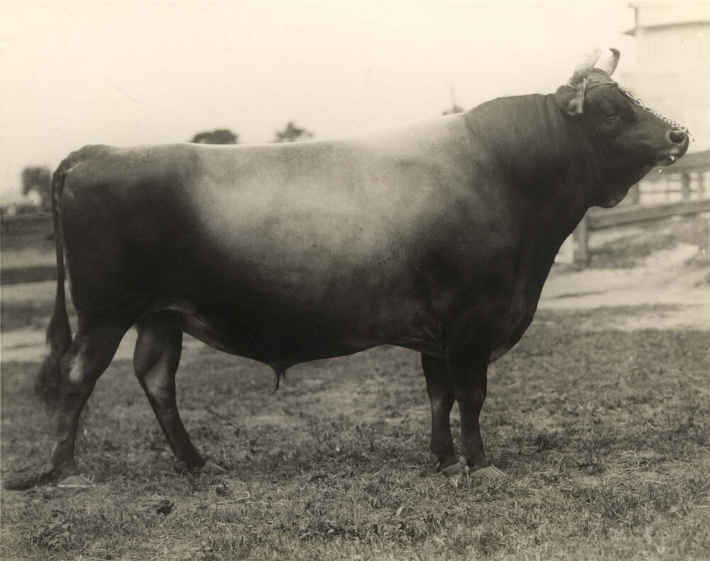 Dairy bull: 'Diamond King' (Print 3 of 3) [Hawkesbury Agricultural College (HAC)]