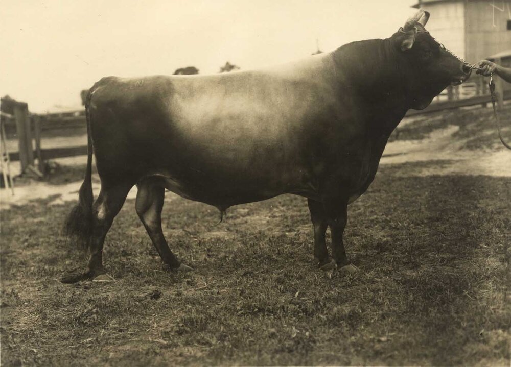 Dairy bull: 'Diamond King' (Print 2 of 3) [Hawkesbury Agricultural College (HAC)]