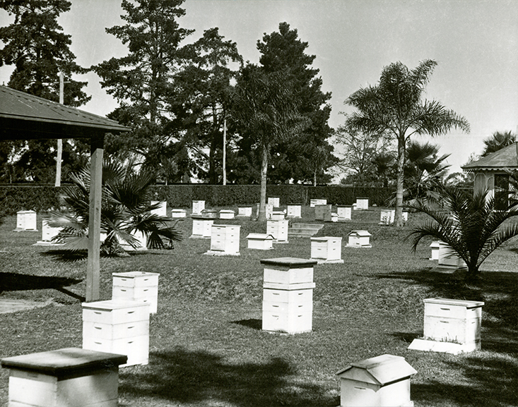 Apiary buildings and hives [Hawkesbury Agricultural College (HAC)] - Print 1 of 2