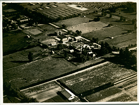 Aerial view of Hawkesbury Agricultural College showing the dairy buildings in the centre with the poultry buildings behind [Hawkesbury Agricultural College (HAC)] - Print 1 of 2 - Cropped