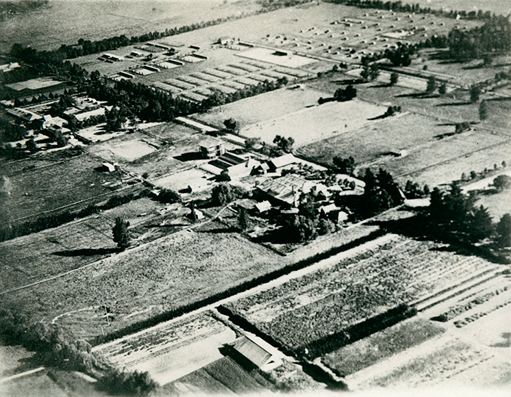 Aerial view of Hawkesbury Agricultural College showing the dairy buildings in the centre with the poultry buildings behind [Hawkesbury Agricultural College (HAC)] - Print 2 of 2 - Uncropped