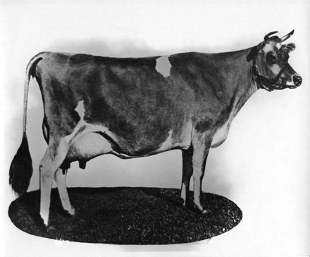 Dairy cow - &lsquo;Richmond Nanette&rsquo; [Hawkesbury Agricultural College (HAC)]