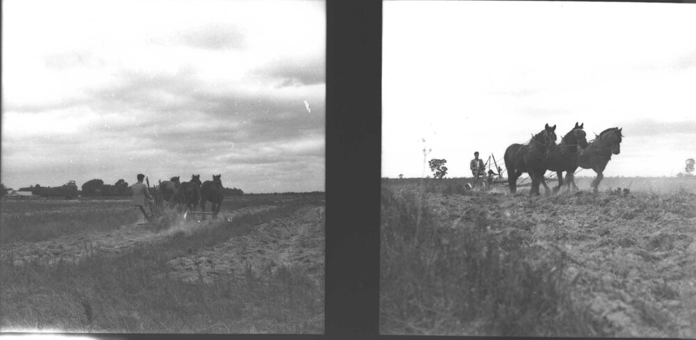Student ploughing a paddock with a three-horse team [Hawkesbury Agricultural College (HAC)]