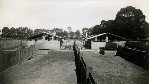 Concrete pig pens [Hawkesbury Agricultural College (HAC)]