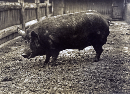 Pig - Tamworth Boar [Hawkesbury Agricultural College (HAC)]