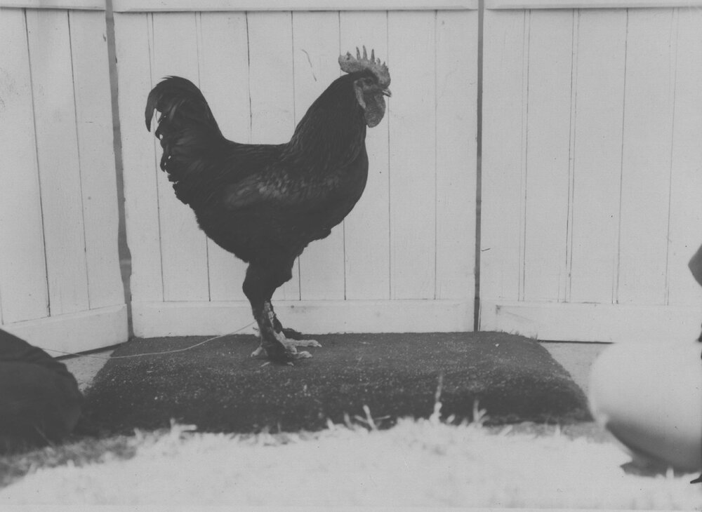 Poultry - Langshan [Hawkesbury Agricultural College (HAC)]