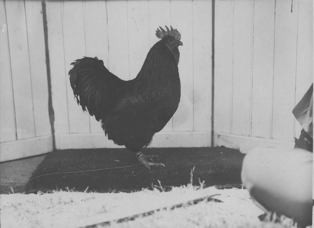Poultry - Black Orpington Cockerel [Hawkesbury Agricultural College (HAC)]