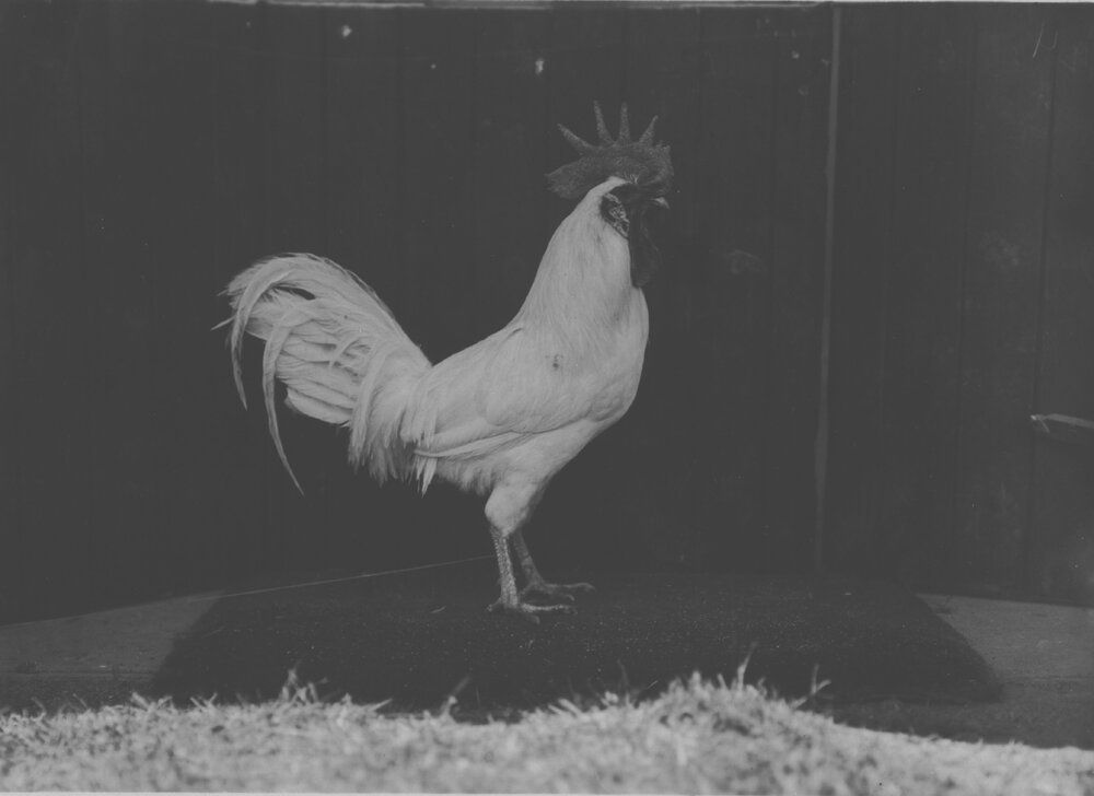 Poultry - White Leghorn Cockerel [Hawkesbury Agricultural College (HAC)]