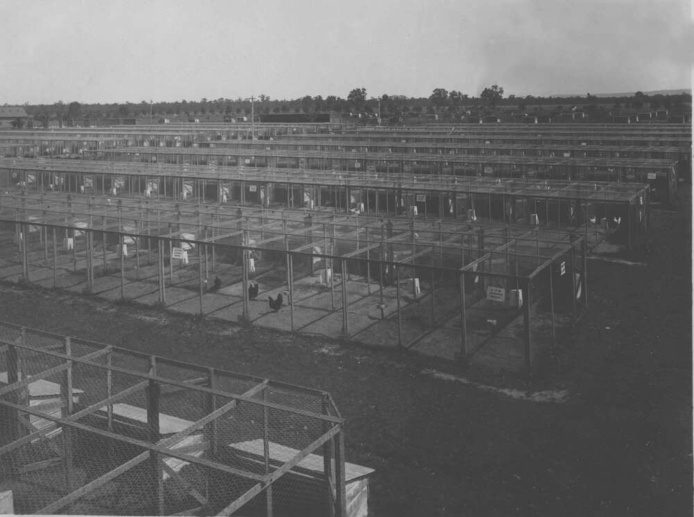 Poultry - Competition pens [Hawkesbury Agricultural College (HAC)]