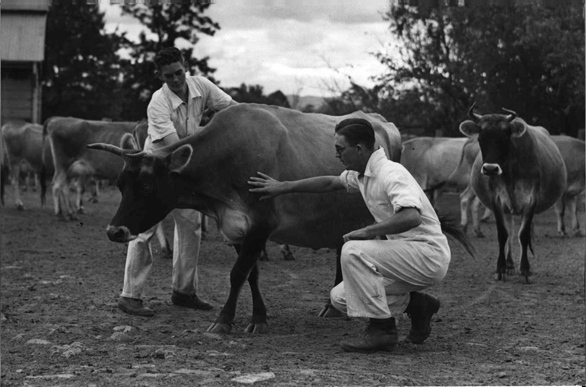 Dairy cow: &lsquo;Warbler&rsquo; (a Jersey cow) - being examined by students [Hawkesbury Agricultural College (HAC)]