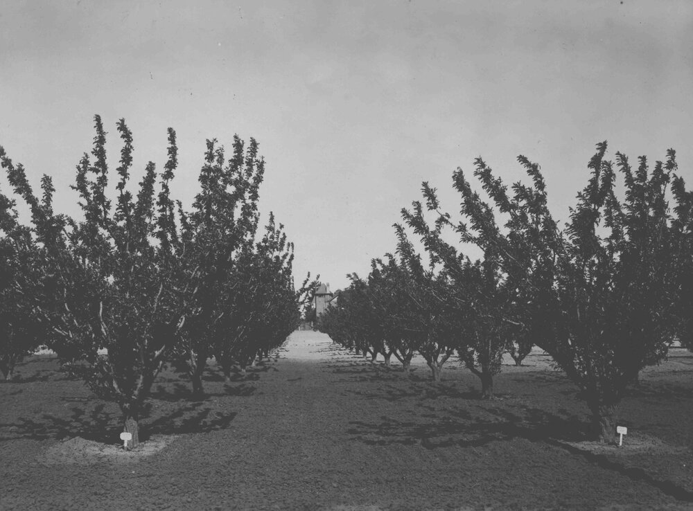Orchard - Shipper plums - looking towards Main Building [Hawkesbury Agricultural College (HAC)]