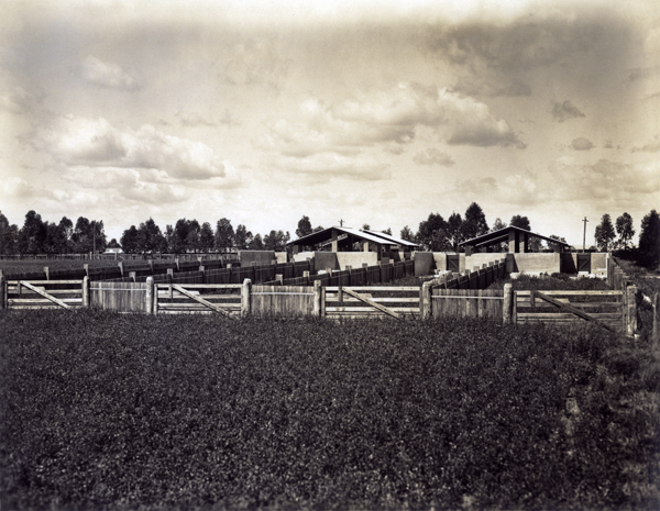 Piggery - the concrete pens [Hawkesbury Agricultural College (HAC)]