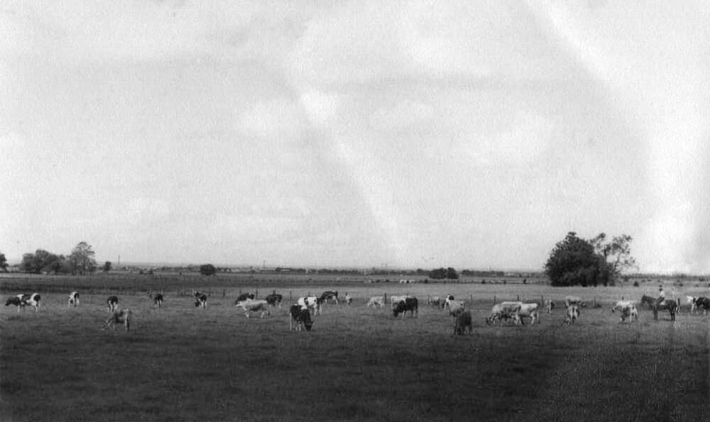Herd of cows grazing in fields [Hawkesbury Agricultural College (HAC)]